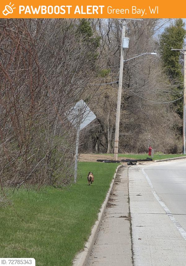 Found/Stray Unknown Dog last seen Behind UWGB, Green Bay, WI 54311