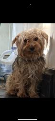 Lost Male Dog last seen S Hoxie Ave & E 107th St, Chicago, IL 60617