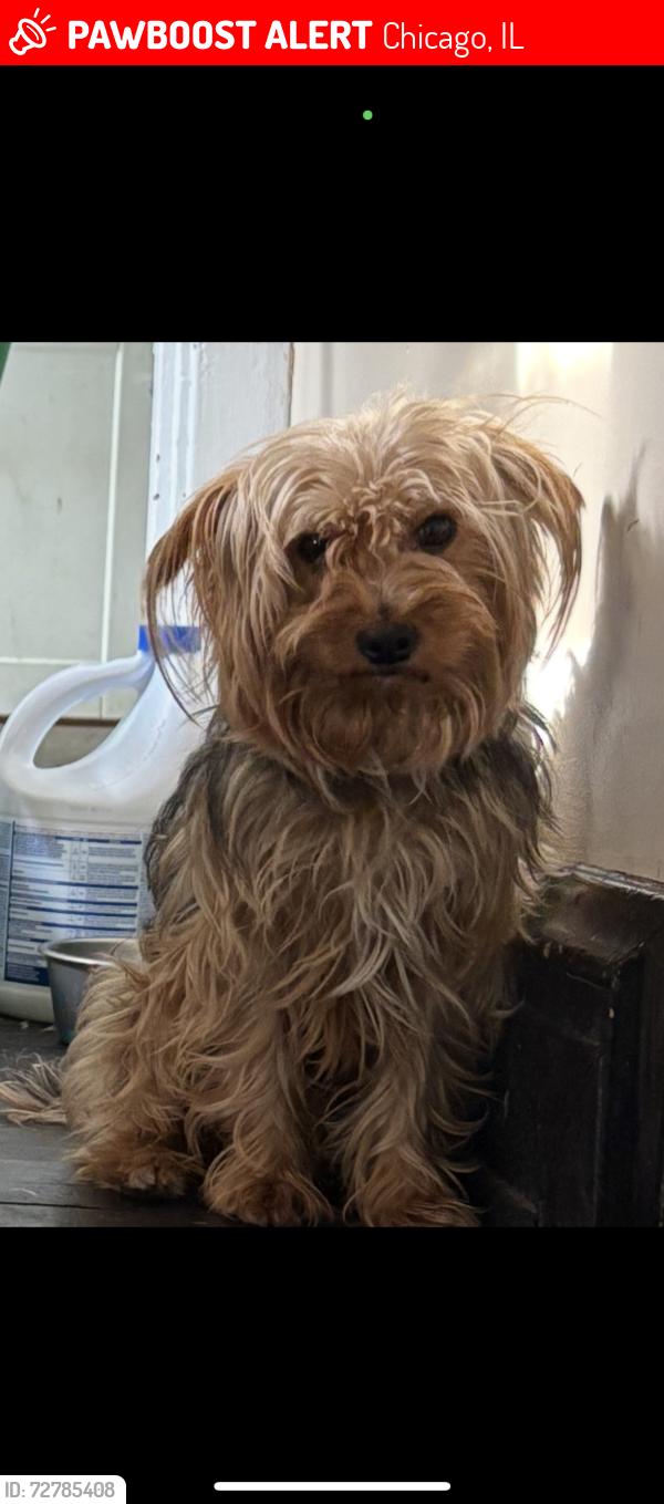 Lost Male Dog last seen S Hoxie Ave & E 107th St, Chicago, IL 60617