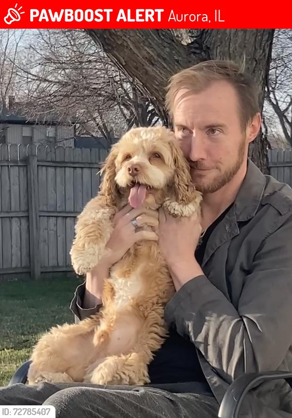 Lost Male Dog last seen South crescent lane and Cumberland road, Aurora, IL 60504