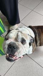 Found/Stray Male Dog last seen 61st and Argyle St., Vancouver, BC V5P 3E1