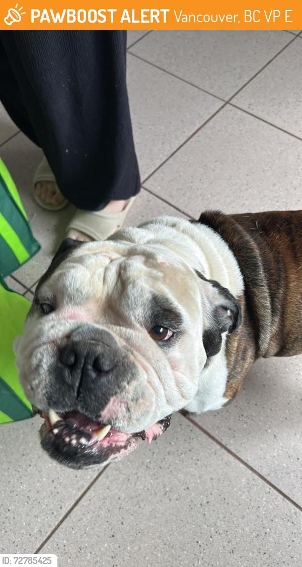 Found/Stray Male Dog last seen 61st and Argyle St., Vancouver, BC V5P 3E1