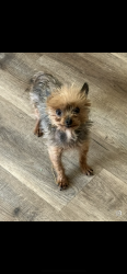 Lost Female Dog last seen Ridgeview high school , Bakersfield, CA 93313