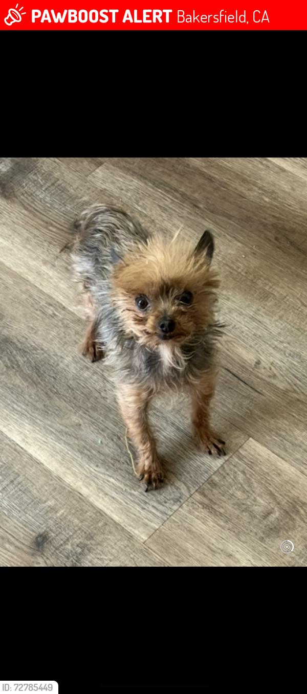 Lost Female Dog last seen Ridgeview high school , Bakersfield, CA 93313