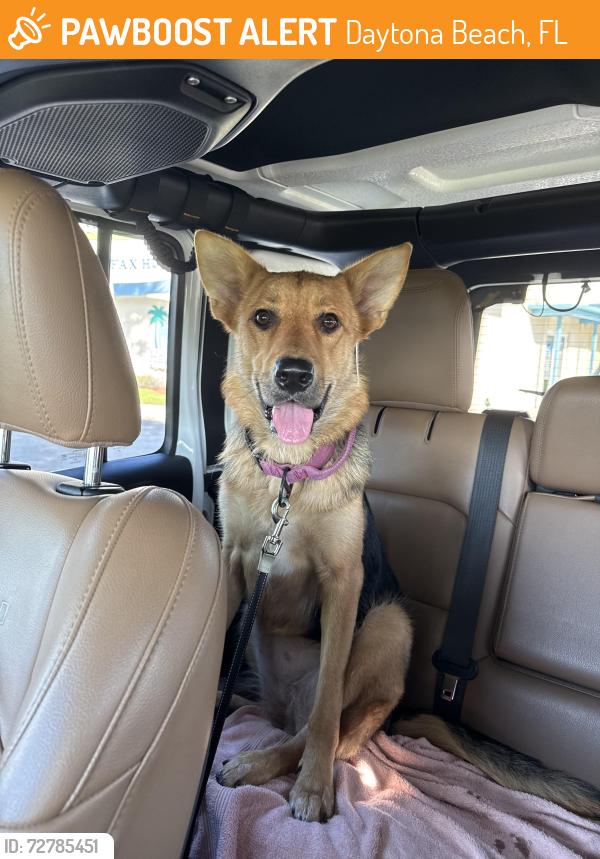 Found/Stray Female Dog last seen Daytona Beach, Daytona Beach, FL 32118