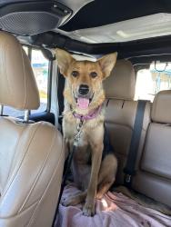 Found/Stray Female Dog last seen Daytona Beach, Daytona Beach, FL 32118