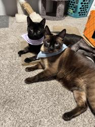 Lost Male Cat last seen Crater lake ave, Medford, OR 97504