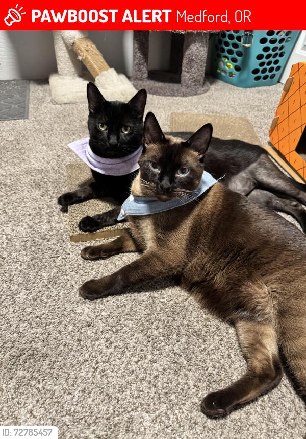 Lost Male Cat last seen Crater lake ave, Medford, OR 97504