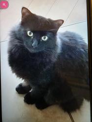 Lost Male Cat last seen Near Brooksong ct , Louisville, KY 40245