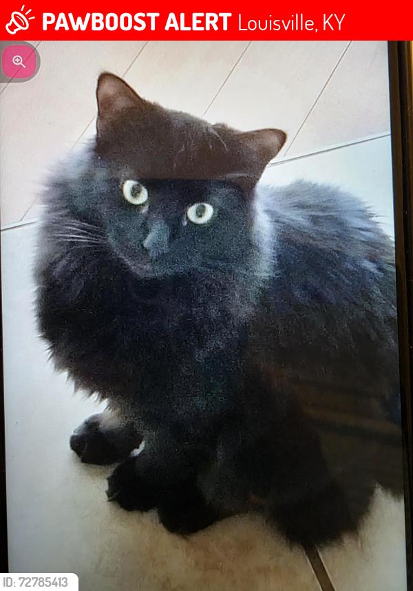 Lost Male Cat last seen Near Brooksong ct , Louisville, KY 40245