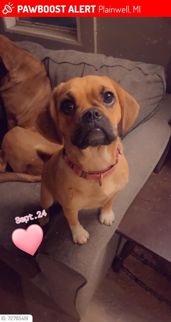 Lost Female Dog last seen Right next door to M89 Cinema, Plainwell, MI 49080