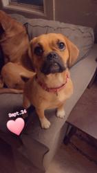 Lost Female Dog last seen Right next door to M89 Cinema, Plainwell, MI 49080