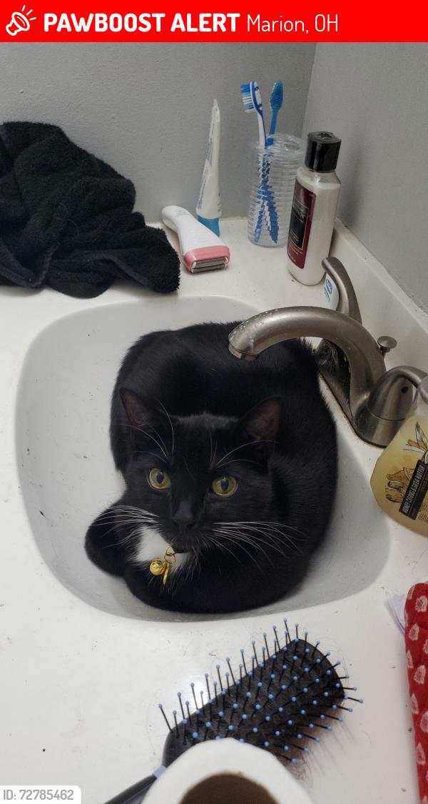Lost Female Cat last seen apmts off Fairfax Rd , Marion, OH 43302