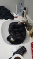 Lost Female Cat last seen apmts off Fairfax Rd , Marion, OH 43302