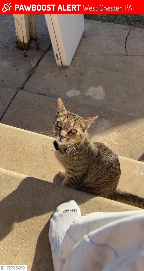 Lost Male Cat last seen Near South Walnut Street, West Chester, PA 19382