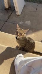 Lost Male Cat last seen Near South Walnut Street, West Chester, PA 19382