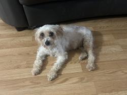 Lost Female Dog last seen Saratoga woods ln & Olympic park , Atascocita, TX 77346