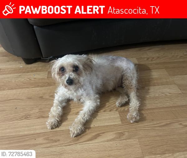 Lost Female Dog last seen Saratoga woods ln & Olympic park , Atascocita, TX 77346