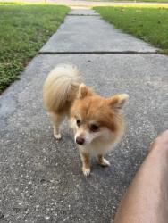 Found/Stray Female Dog last seen Long star college, Houston, TX 77073