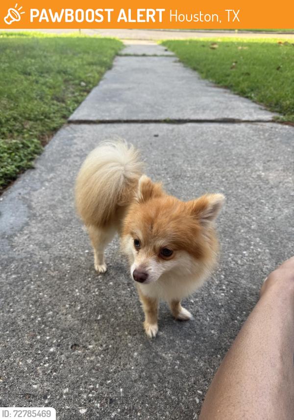 Found/Stray Female Dog last seen Long star college, Houston, TX 77073