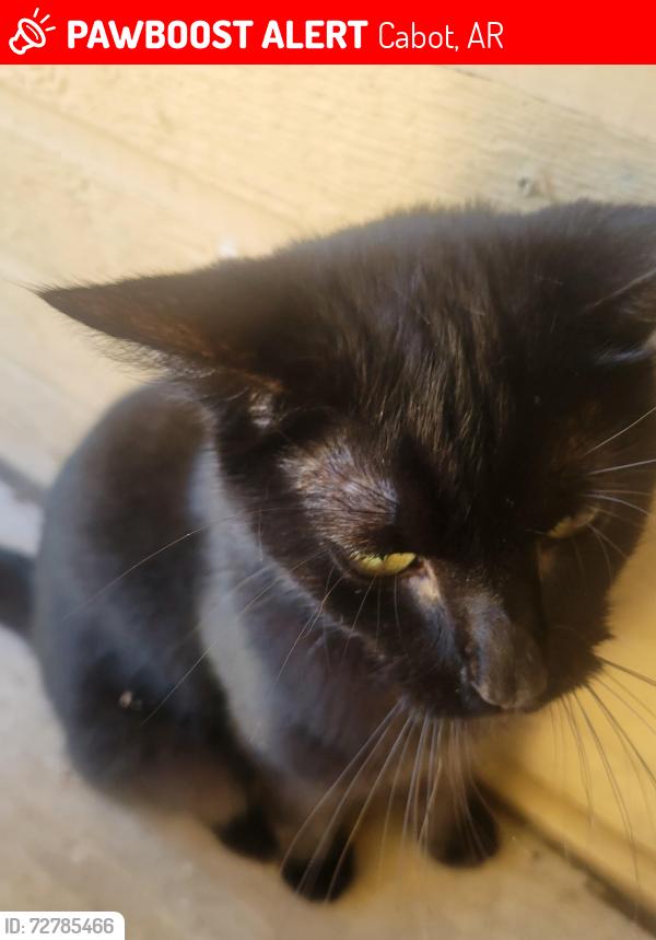 Lost Female Cat last seen Near Ponderosa Dr, Cabot AR 72023, Cabot, AR 72023