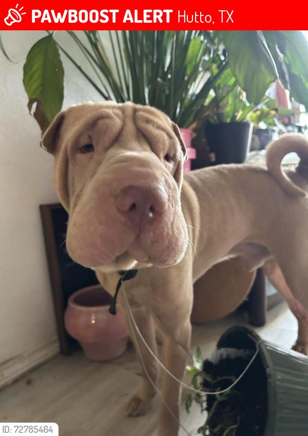 Lost Male Dog last seen Bright night Ln, Hutto, TX 78634
