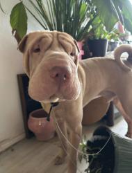 Lost Male Dog last seen Bright night Ln, Hutto, TX 78634