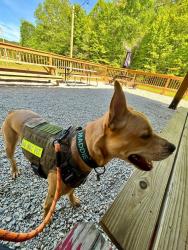 Lost Female Dog last seen OLANTANGY RIVER, Columbus, OH 43214