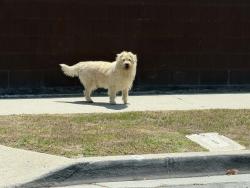 Found/Stray Unknown Dog last seen Raymond Av, West Athens, CA 90044