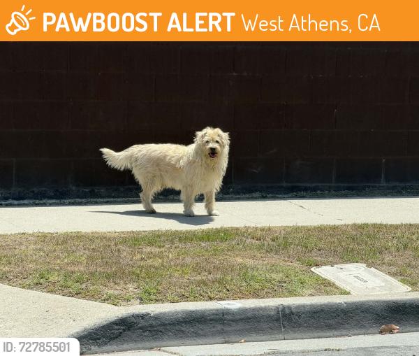 Found/Stray Unknown Dog last seen Raymond Av, West Athens, CA 90044