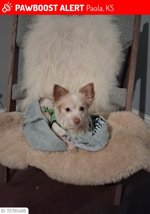 Lost Male Dog last seen North of 287th and Cedar Niles Rd in Paola KS, Paola, KS 66071