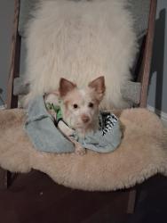 Lost Male Dog last seen North of 287th and Cedar Niles Rd in Paola KS, Paola, KS 66071