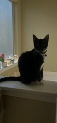 Lost Female Cat last seen Near feeder near Holcomb ymca, Spring, TX 77386