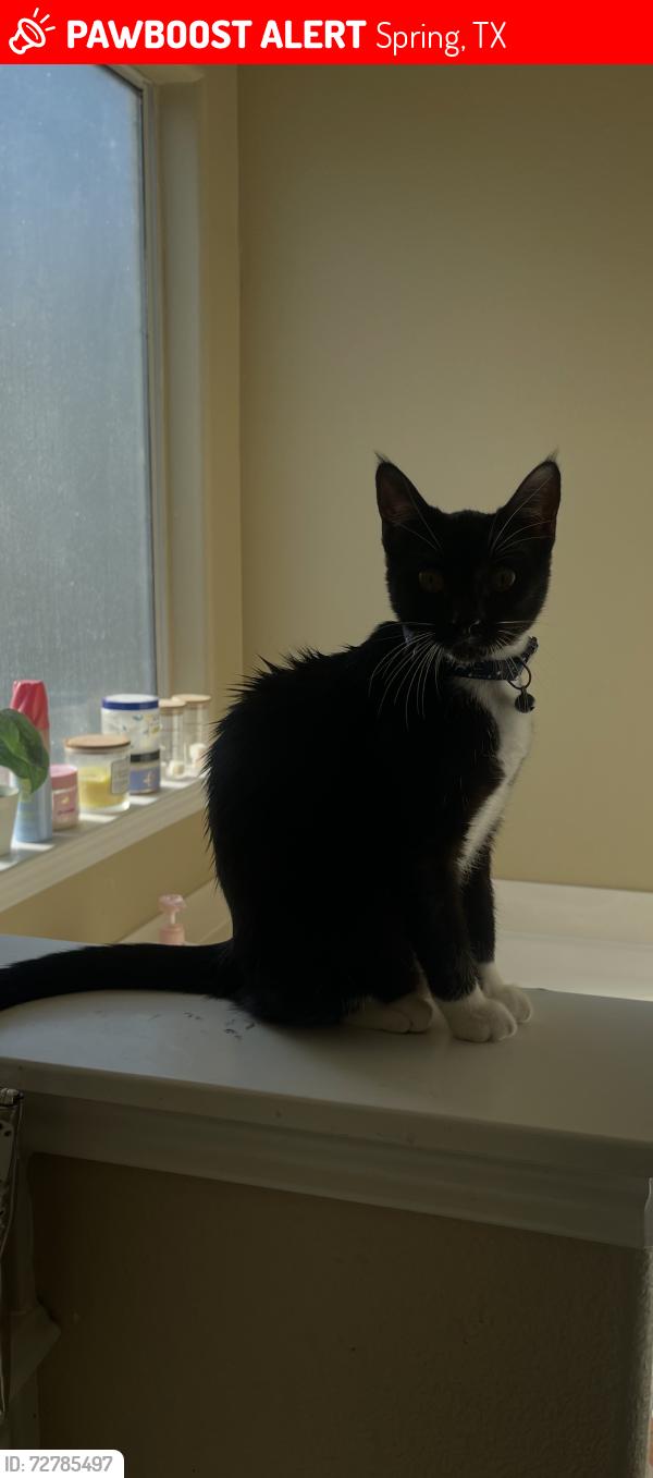 Lost Female Cat last seen Near feeder near Holcomb ymca, Spring, TX 77386