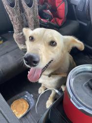 Found/Stray Female Dog last seen Near 14 and 12th exit in Brownsville Tx, Brownsville, TX 78520