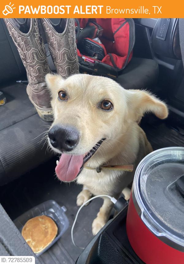 Found/Stray Female Dog last seen Near 14 and 12th exit in Brownsville Tx, Brownsville, TX 78520
