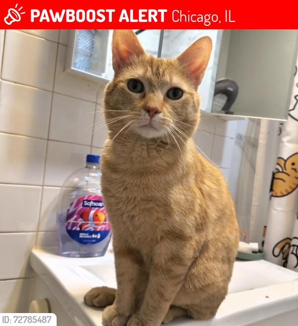 Lost Male Cat last seen West Wellington Ave & North Long Ave, Chicago, IL 60641