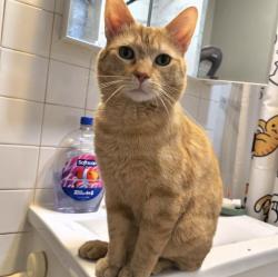 Lost Male Cat last seen West Wellington Ave & North Long Ave, Chicago, IL 60641
