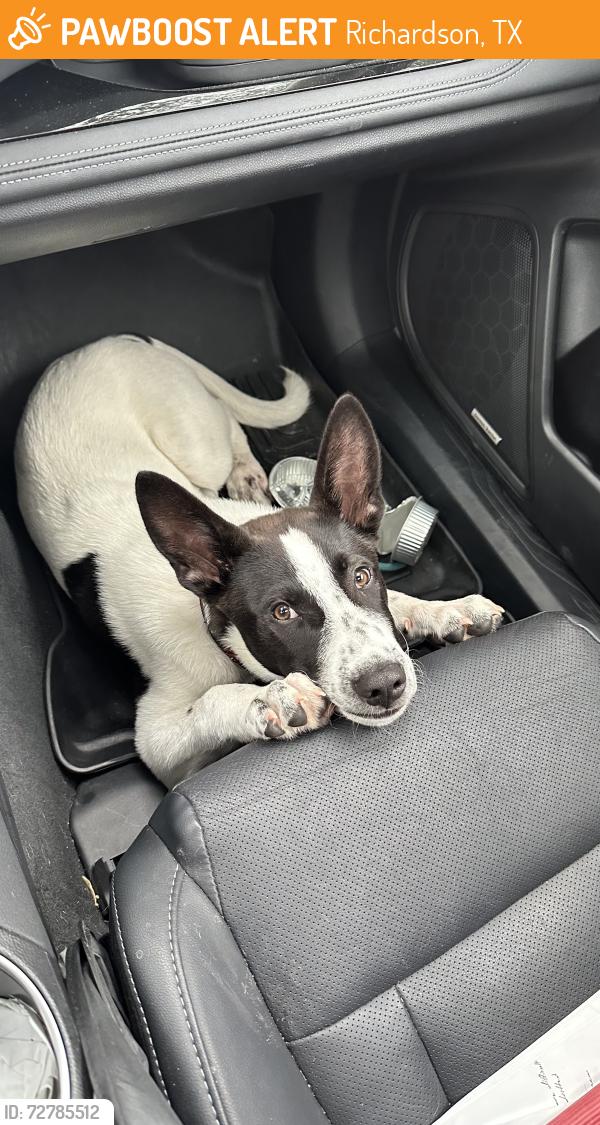 Found/Stray Male Dog last seen Dumont and Dublin drive, Richardson, TX 75080