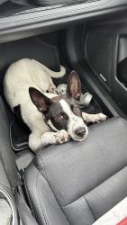Found/Stray Male Dog last seen Dumont and Dublin drive, Richardson, TX 75080