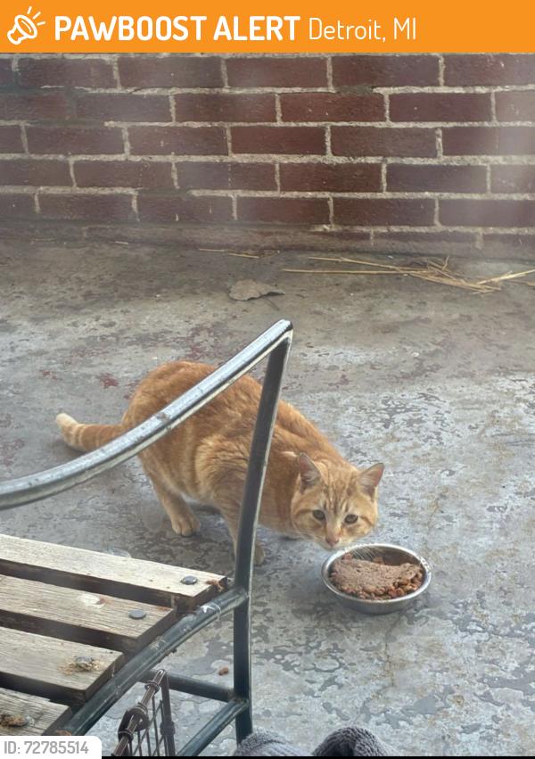 Found/Stray Unknown Cat last seen Chalmers and Es, Detroit, MI 48215