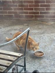 Found/Stray Unknown Cat last seen Chalmers and Es, Detroit, MI 48215
