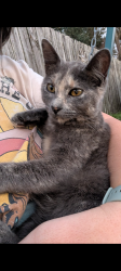 Lost Female Cat last seen Prevost Drive. Houma , LA, Houma, LA 70364