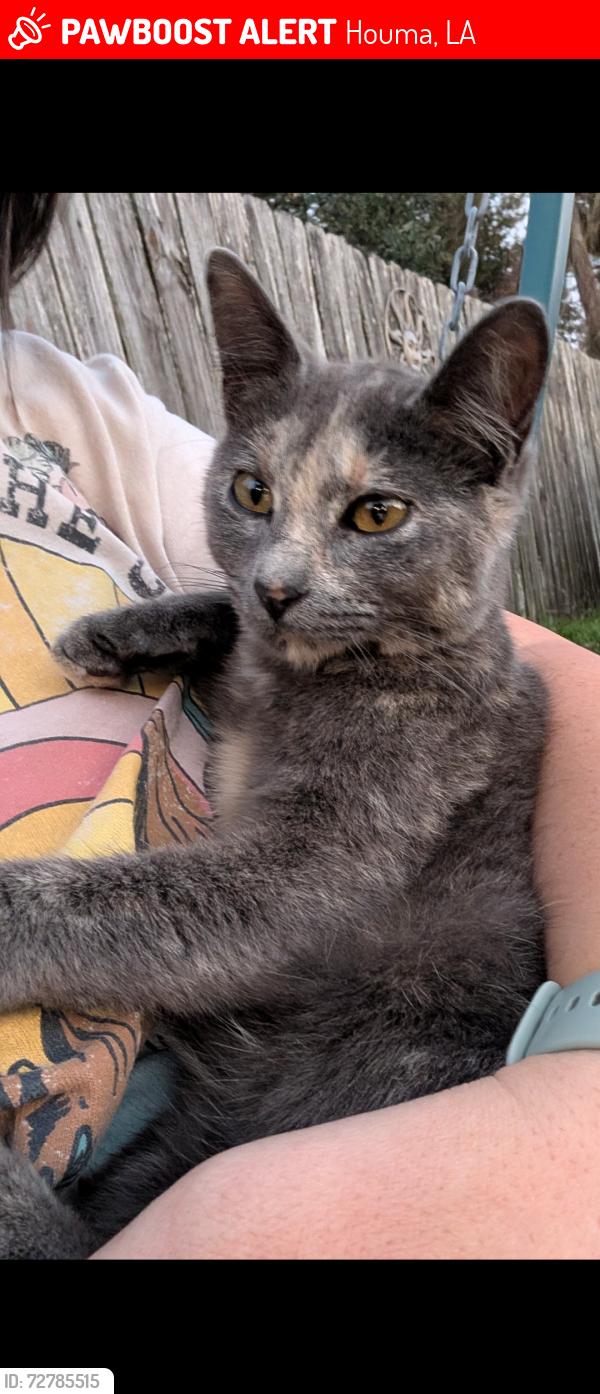 Lost Female Cat last seen Prevost Drive. Houma , LA, Houma, LA 70364