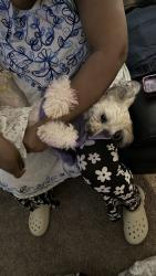 Lost Female Dog last seen Pasture walk drive , Wake Forest, NC 27587