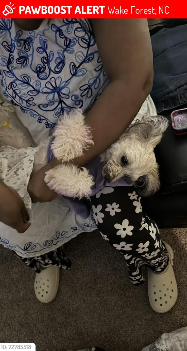 Lost Female Dog last seen Pasture walk drive , Wake Forest, NC 27587