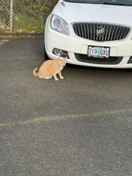 Found/Stray Unknown Cat last seen Hwy 99 and Hall Blvd, Tigard, OR 97223