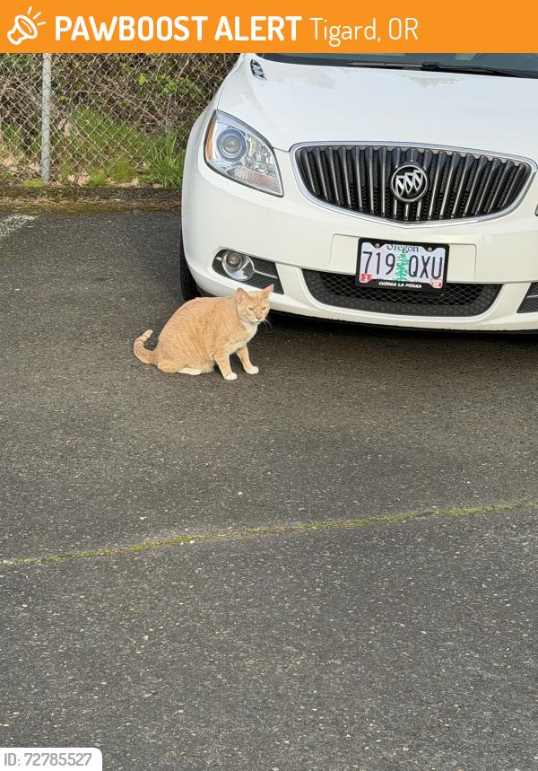 Found/Stray Unknown Cat last seen Hwy 99 and Hall Blvd, Tigard, OR 97223