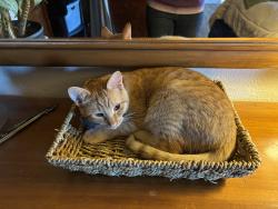 Lost Female Cat last seen Lake Forest Dr, Redding, CA 96003