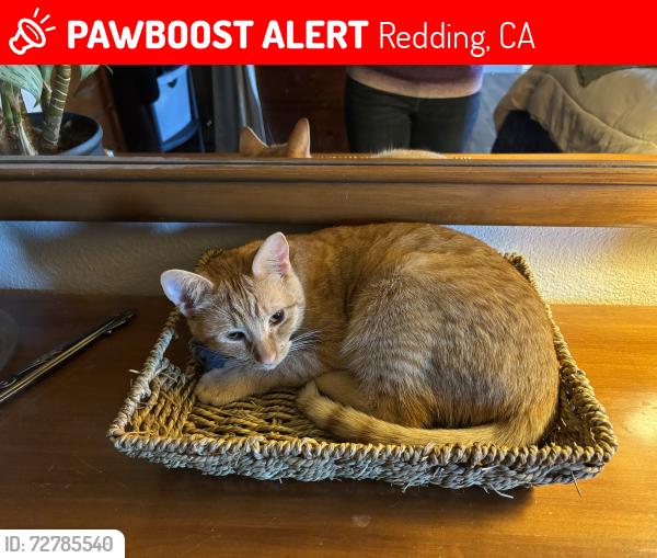 Lost Female Cat last seen Lake Forest Dr, Redding, CA 96003